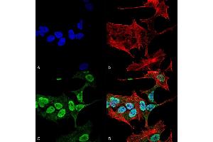 Immunocytochemistry/Immunofluorescence analysis using Mouse Anti-Alpha Synuclein Monoclonal Antibody, Clone 3C11 (ABIN5564053). (SNCA antibody)