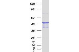 Validation with Western Blot (Sialidase 4 Protein (NEU4) (Myc-DYKDDDDK Tag))