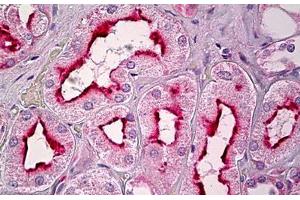 Anti-GPR101 antibody IHC staining of human kidney, tubules. (GPR101 antibody  (AA 451-500))