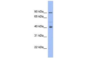 WB Suggested Anti-KCNJ9  Antibody Titration: 0. (KCNJ9 antibody  (Middle Region))