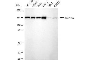 Western blotting analysis using NCAPD2 antibody (ABIN7800957).