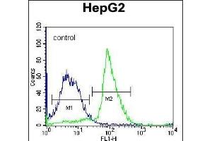 PON2 Antibody (N-term) (ABIN656876 and ABIN2846077) flow cytometric analysis of K562 cells (right histogram) compared to a negative control cell (left histogram).