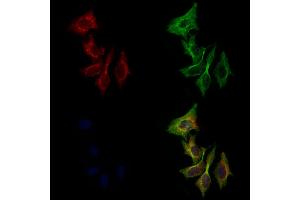 ABIN6258326 and ABIN6275198 staining 3 by IF/ICC.