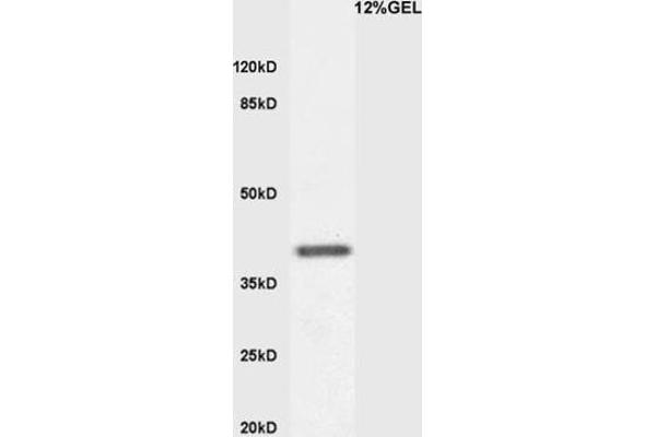 KLF2 antibody  (AA 251-355)