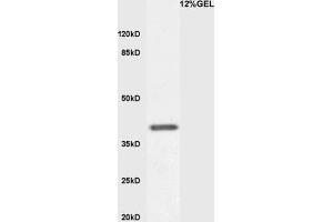 Mouse embryo lysates probed with Anti KLF2 Polyclonal Antibody, Unconjugated  at 1:3000 for 90 min at 37˚C.