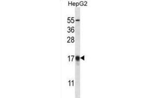 Western Blotting (WB) image for anti-APG8b antibody (ABIN2996776) (APG8b antibody)