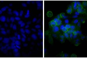 Human epithelial carcinoma cell line HEp-2 was stained with Mouse Anti-Human CD44-UNLB, and DAPI. (Goat anti-Mouse IgG (Heavy & Light Chain) Antibody (Biotin))