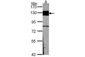 WB Image Sample (30 ug of whole cell lysate) A:NIH-3T3 7. (Laminin beta 3 antibody)