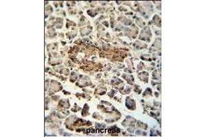 SUMF1 Antibody (C-Term) (ABIN653924 and ABIN2843158) immunohistochemistry analysis in formalin fixed and paraffin embedded human pancreas tissue followed by peroxidase conjugation of the secondary antibody and DAB staining.