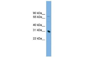 WB Suggested Anti-PRSS8 Antibody Titration: 0.