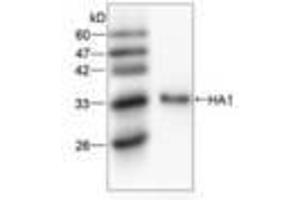 Image no. 1 for anti-Hemagglutinin antibody (Influenza A Virus) (AA 102-341) (ABIN791605) (Hemagglutinin antibody  (AA 102-341))
