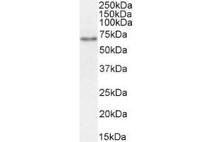 SLC5A1 antibody  (Internal Region)