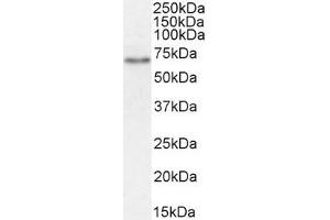 ABIN870680 (1µg/ml) staining of Rat Kidney lysate (35µg protein in RIPA buffer). (SLC5A1 antibody  (Internal Region))