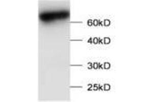 Image no. 1 for anti-Leucine Zipper Transcription Factor-Like 1 (LZTFL1) antibody (ABIN791476)