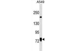 Western Blotting (WB) image for anti-Lines Homolog (Drosophila) (LINS) antibody (ABIN3000007) (LINS antibody)