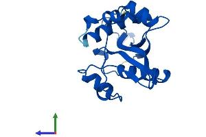 AlphaFold protein structure predicition of Human Recombinant SAT1 Protein, UniprotID P21673 (SAT1 Protein (AA 1-171) (His tag))