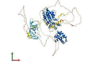 AlphaFold protein structure predicition of Mouse Recombinant Orc1 Protein, UniprotID Q9Z1N2