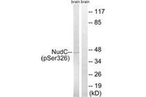 Western blot analysis of extracts from rat brain, using NudC (Phospho-Ser326) Antibody.