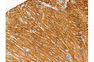 anti-Phospholamban (PLN) (pSer16) antibody