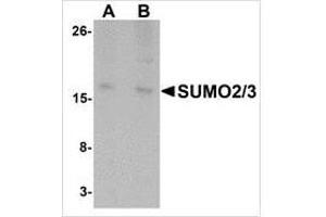 Western blot analysis of SUMO3 in rat liver tissue lysate with SUMO3 antibody at (A) and (B) 2 μg/ml.