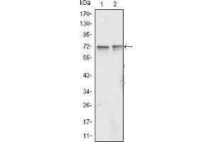 Western blot analysis using FMR1 mouse mAb against Jurkat (1) and K562 (2) cell lysate. (FMR1 antibody)