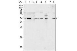 Western Blot showing ERK2 antibody used against Hela (1), NIH/3T3 (2), MCF-7 (3), HEK293 (4), Jurkat (5), A549 (6), NTERA-2 (7) and SMMC-7721 (8) cell lysate. (ERK2 antibody)