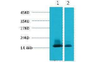 Western Blotting (WB) image for anti-Lactalbumin, alpha- (LALBA) antibody (ABIN3181154) (LALBA antibody)