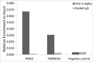 Chromatin immunoprecipitation analysis of extracts of HepG2 cells, using HNF-4-alpha antibody (ABIN7267621) and rabbit IgG.