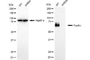 Western blotting analysis using paxillin antibody (ABIN7799743).