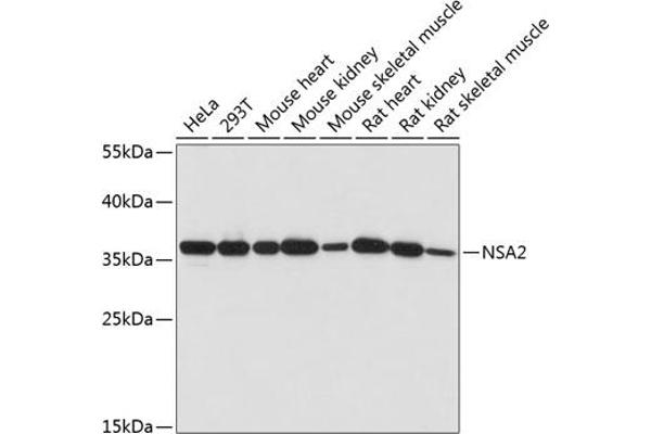 NSA2 antibody  (AA 1-260)
