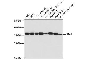 Western blot analysis of extracts of various cell lines, using NS antibody (ABIN7268964) at 1:1000 dilution.