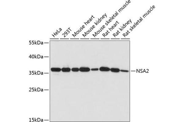 NSA2 抗体  (AA 1-260)