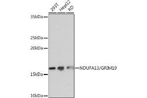 Western blot analysis of extracts of various cell lines, using NDUF/NDUF/GRIM19 Rabbit mAb (ABIN7268800) at 1:1000 dilution. (NDUFA13 antibody)
