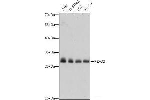 Western blot analysis of extracts of various cell lines using REXO2 Polyclonal Antibody at dilution of 1:1000. (REXO2 antibody)