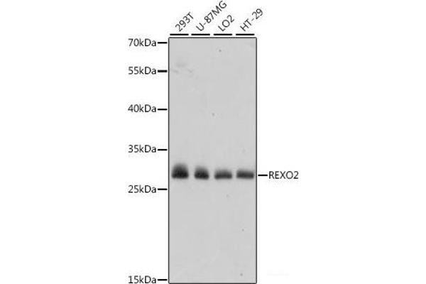 REXO2 antibody