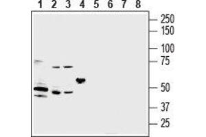 Western blot analysis of mouse heart lysate (lanes 1 and 5), mouse brain lysate (lanes 2 and 6), rat brain lysate (lanes 3 and 7) and rat lung lysate (lanes 4 and 8): - 1-4. (P2Y2 Receptor antibody  (C-Term, Extracellular))