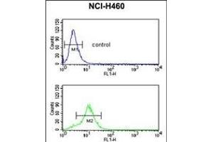 GDHS Antibody (Center) 8610c flow cytometric analysis of NCI- cells (bottom histogram) compared to a negative control cell (top histogram). (GAPDHS antibody  (AA 104-134))