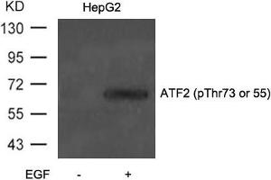 Western blot analysis of extracts from HepG2 cells untreated or treated with EGF using ATF2(Phospho-Thr71 or 53) Antibody. (ATF2 antibody  (pThr73))