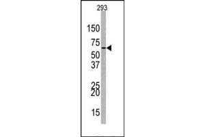Image no. 1 for anti-Enhancer of Zeste Homolog 1 (EZH1) (Middle Region) antibody (ABIN357745) (EZH1 antibody  (Middle Region))