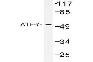 Image no. 1 for anti-Activating Transcription Factor 7 (AFT7) antibody (ABIN272174)