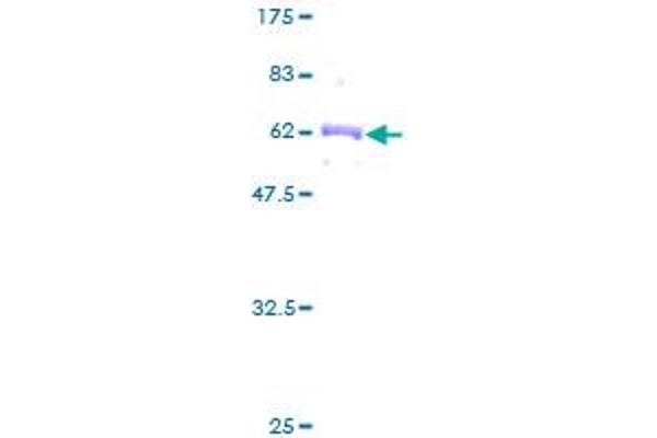 NFKBIA Protein (AA 1-317) (GST tag)