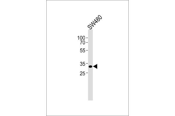 Cep76 antibody