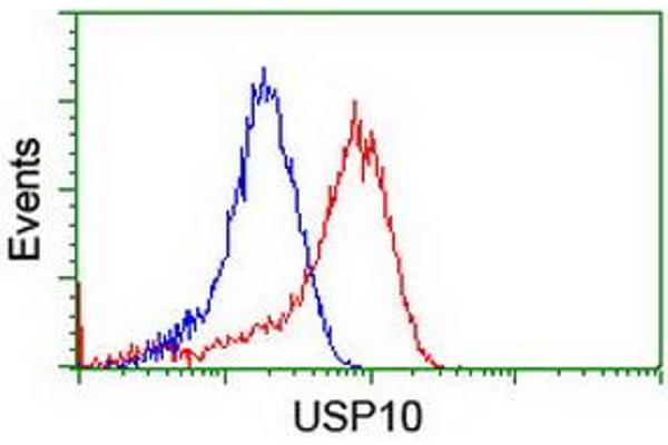 USP10 anticorps