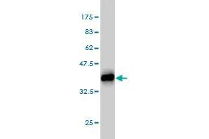 Western Blot detection against Immunogen (35. (PCYT1A antibody  (AA 2-90))