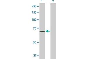 Western Blot analysis of MCOLN1 expression in transfected 293T cell line by MCOLN1 MaxPab polyclonal antibody. (MCOLN1 antibody  (AA 1-580))