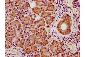 IHC image of ABIN7166927 diluted at 1:400 and staining in paraffin-embedded human pancreatic tissue performed on a Leica BondTM system. (CRYZ antibody  (AA 47-109))
