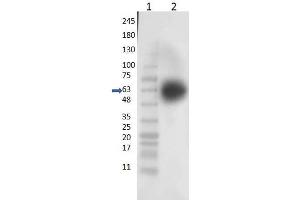 Western Blot of Rabbit Anti-KLF4 Antibody - Western Blot of Rabbit Anti-KLF4 Antibody. (KLF4 antibody  (N-Term))
