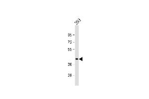 Anti-GIPC2 Antibody (C-term) at 1:1000 dilution + 293 whole cell lysate Lysates/proteins at 20 μg per lane. (GIPC2 antibody  (C-Term))