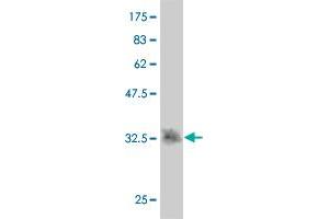 Western Blot detection against Immunogen (35. (SNX15 antibody  (AA 51-139))