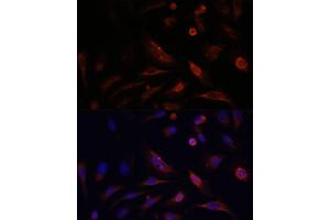 Immunofluorescence (IF) image for anti-Claudin 5 (CLDN5) (AA 230-303) antibody (ABIN6138692)